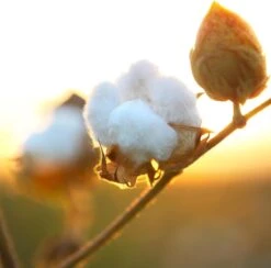 Air Wick Freshmatic Automatische Spray Luchtverfrisser - Pure Zachtheid Van Katoen Navulling - 3 Stuks - Voordeelverpakking -Huishoudelijke Benodigdheden Winkel 1200x1183 6