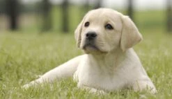 Page Toiletpapier - Eco - Duurzaam - 24 Rollen - Voordeelverpakking -Huishoudelijke Benodigdheden Winkel 1200x697